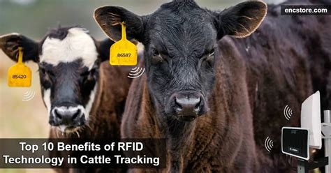 cattle rfid system|rfid cattle tracking.